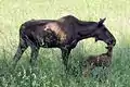 eurasian elk used to occur in the region, but are now extirpated