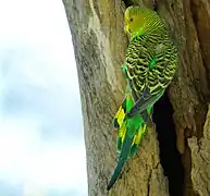 Budgerigar (Melopsittacus undulatus)