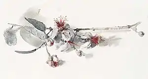 Wendy Artin, Pineapple Guava branch, 2020