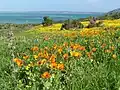 A field of flowers in the park