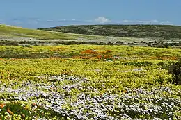 A large field of yellow blooming Oxalis pes-caprae during a spring bloom in its indigenous habitat on the west coast of South Africa. Other native flowing species such as the white coloured Dimorphotheca pluvialis and orange coloured Arctotis hirsuta can be seen blooming alongside it. The photograph is illustrative of the large seasonal fields that the plant has evolved to flower in.