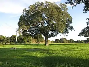 Stephen F. Austin death place on County 467