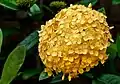 Ixora coccinea