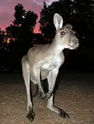 Gray kangaroo