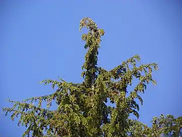 Western Hemlock Blue Sky