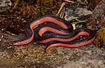 Western worm snake (Carphophis vermis)