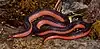 Western wormsnake (Carphophis vermis), Jefferson County, Missouri