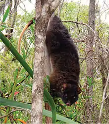 Brown possum