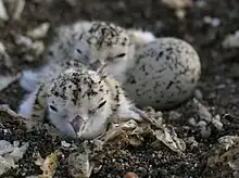 Western snowy plover chicks