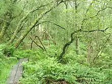 A Wet Woodland in Firebeacon, Devon