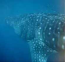 Side-on view of a spotted whale shark in cloudy blue water