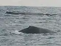 A pair of whales near Point Denis.