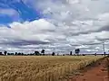 Wheatfield near Weethalle