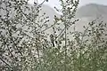 White-Eared Bulbul on a Ziziphus Tree, Behbahan