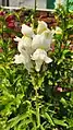 White snapdragon flower