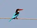 White-throated kingfisher, Jan '21