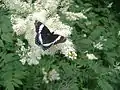 White admiral in southern Maine