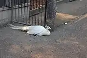 (Albino) Indian peafowl