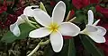 Plumeria Flower