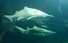 Sand tiger sharks in the ocean tank