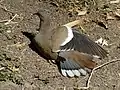 Bird with one wing partially extended