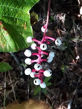 Fruit of the white baneberry plant, Cape d'Or.