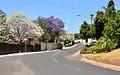 White jacarandas in Herbert Baker Street, Groenkloof