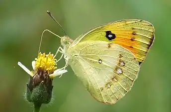 White orange-tip (Ixias marianne) on Tridax flower