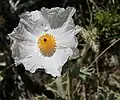 Flat-bud prickly poppy (Arctomecon munita)