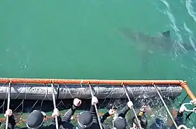 Image 19White shark cage diving near Gansbaai in South Africa (2015) (from Shark cage diving)