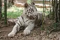 White tiger