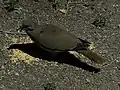 Bird eating seed from ground