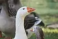 Domestic goose