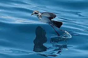  White bird with grey upperparts and black face mask jumps off water surface with elongated legs.