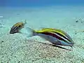 Two whitesaddle goatfish (Parupeneus ciliatus) searching food by using a pair of long chemosensory barbels on the sandy bottom of Long-Dong Bay, Taiwan