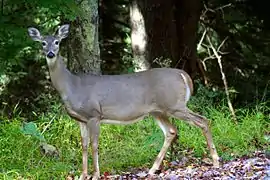 White-tailed deer