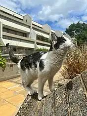 A cat on the Whittington Estate.