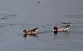 Eurasian wigeon pair at Nandur Madhmeshwar Bird Sanctuary, India