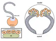 teloblasts in leech development