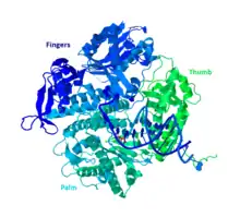 Right hand structure of Bacteriophage RB69, a family B DdRP.