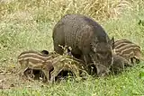 Wild Boars