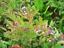 wild Maine blueberries