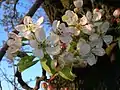 Wild Pear blossom near Cunninghamhead.