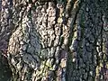 Wild Pear tree bark.