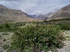 Wild roses in rocky terrain