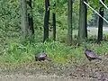 Wild Turkeys in a neighborhood in Western Winfield