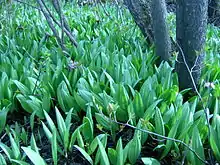 Wild leek in early spring