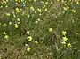 Wild daffodils in the Perlenbach valley