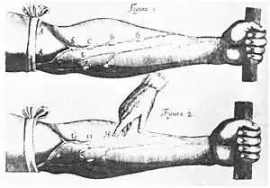 Image 6Image of veins from William Harvey's Exercitatio Anatomica de Motu Cordis et Sanguinis in Animalibus. Harvey demonstrated that blood circulated around the body, rather than being created in the liver. (from Scientific Revolution)