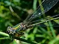 Willow emerald or spreadwing damselfly, Chalcolestes viridis, a recent arrival